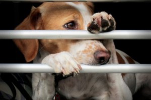 HundeschuleFrischerWindVerhaltensberatung-Tierschutzhund