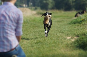 Beschaeftigung-guteHundeschuleDuesseldorf